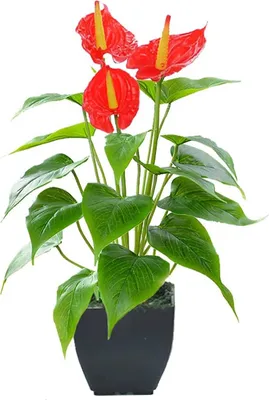 Produktbild von Calla Lilien Künstliche Blumen Eingetopft Künstliche Callalilie Blüht,(red)