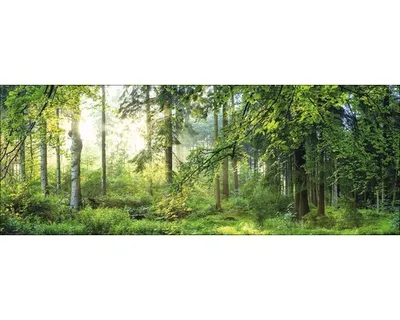 Produktbild von Glasbild Forest Harmony I 125x50 cm