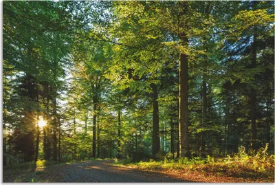 Produktbild von ARTland Wandbild Alu für Innen & Outdoor Waldweg im Romantischen Schwarzwald Größe: 120x80 cm