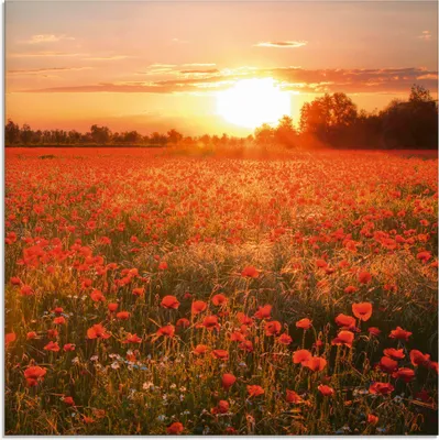 Produktbild von ARTland Glasbild Mohnblumenfeld bei Sonnenuntergang Größe: 30x30 cm