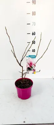 Obrázok produktu pre Magnólia Soulangeana 60-80 cm - Kvitnúca okrasná rastlina pre záhradu a terasu, jarné kvitnutie, mrazuvzdorný, magnólia strom