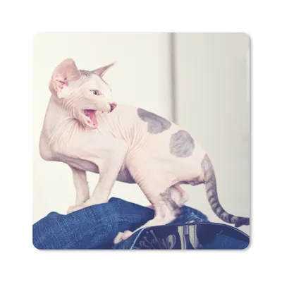Produktbild von MuchoWow® Mauspad Mousepad Gefleckte Sphynx-Katze 20x20 cm - Mousepads - Maus Mat - Pad - Mausunterlage - Desk Mat - Bureauartikeln