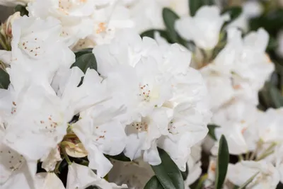 Produktbild von Rhododendron roxieanum var. oreonastes, immergrün, 30–40 cm