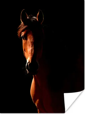 Produktbild von MuchoWow® Poster Pferd - Licht - Porträt 90x120 cm - Wohnzimmer