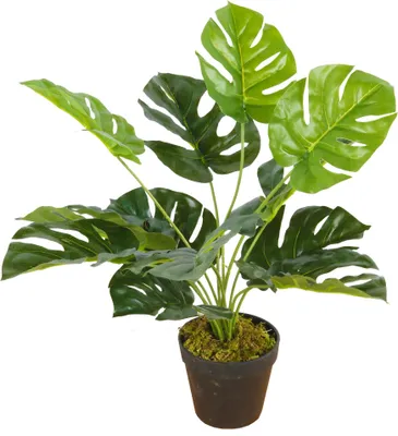 Produktbild von Kunstpflanze Monstera Tischpflanze Zimmerpflanze 12 Blätter 45cm