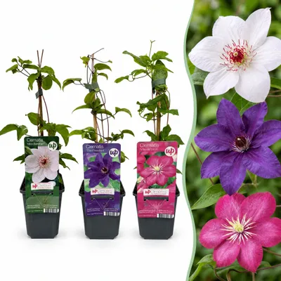 Produktbild von Clematis Tricolour – Dreifarbige Waldrebe – Lila – Rosa – Weiß – Kletterpflanze | 6 Stück - 25-35cm - Ø9cm - Gartenpflanze