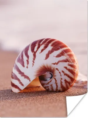 Produktbild von MuchoWow® Poster Muschel - Strand - Meer - Sand 120x160 cm - Wandbilder