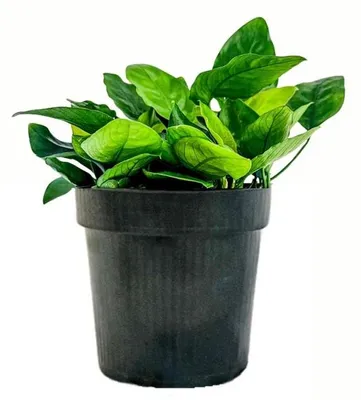 Produktbild von Mutterpflanze Aquariumpflanze Anubias barteri nana Nr.301 XL Pflanzen AquaOne