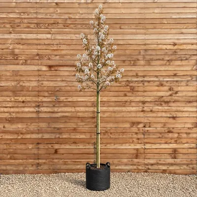 Produktbild von Felsenbirne Ballerina 250-300 cm, Stammumfang 10-12 cm - Amelanchier Hochstamm