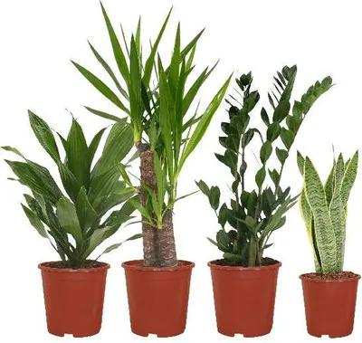 Obrázek produktu pro Kvetinác Easy - 4 nenárocné pokojové rostliny - Sansevieria, Yucca, Zamioculcas