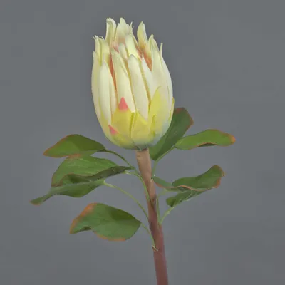 Produktbild von artplants.de Unechte Protea SHUHUI, weiß, 60 cm - Künstliche Stielblume