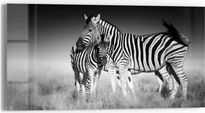 Produktbild von DEQORI Glasbild Echtglas 60x30 cm 'Zebras beieinanderstehend' Wandbild Bild modern Deko