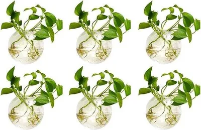 Immagine prodotto di Vasi di vetro a forma di sfera per piante, diametro 10 cm; vasi da appendere alla parete per piante d'acquario e fiori artificiali.