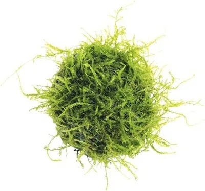 Produktbild von Biosphären-Ball Taxiphyllum barbieri Ø ca. 5 cm, freischwebende" Mooskugel"