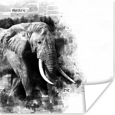 Produktbild von MuchoWow® Poster Elefant - Papier - Farbe - Schwarz - Weiß 50x50 cm - Wohnzimmerdekoration