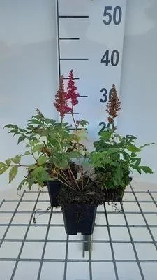 Obrázok produktu pre 6 x Astilbe (a) 'Etna' - nádherná spirea - kvetináč 9 x 9 cm