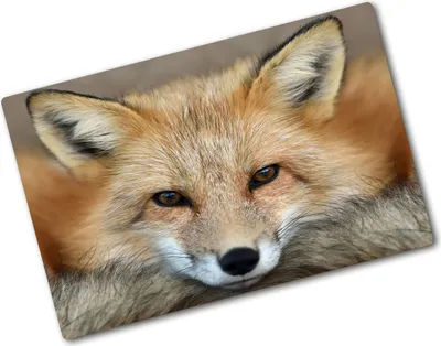 Produktbild von Tulup Glas Herdabdeckplatte - 80x52 cm - Glaskeramikkochfeld-Abdeckung Spritzschutz Glasabdeckplatte - Einteilig - Tiere - Fuchs - Beige