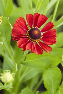 Produktbild von Helenium x cult. 'Indianersommer', Sonnenbraut, leuchtend rot, ca. 11x11 cm Topf