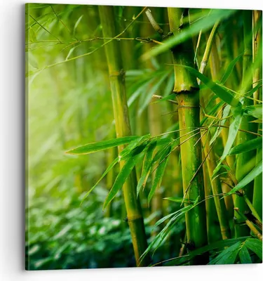 Produktbild von Bild auf Leinwand - Leinwandbild - Bambus Pflanze - 70x70cm - Wand Bild - Wanddeko - Wandbilder - Leinwanddruck - Bilder - Kunstdruck - Wanddekoration - Leinwand bilder - Wandkunst - AC70x70-3558