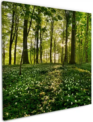 Produktbild von Wallario Premium Leinwandbild Waldanemonen und Sonnenstrahlen im Wald in Größe 50 x 50 cm