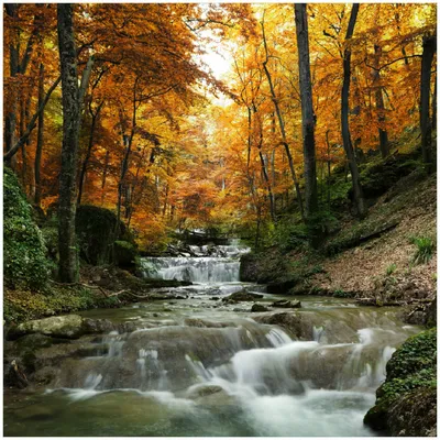 Produktbild von Wallario Premium Glasbild, freischwebende Optik, kräftige Farben, Größe 30 x 30 cm Motiv Kleiner Bach über Steine im Herbstwald