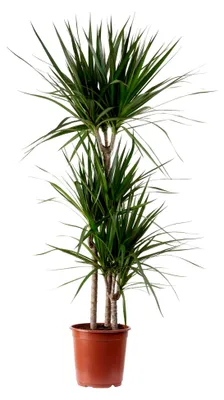 Produktbild von Gerandeter Drachenbaum 3-Stamm - pflegeleichte Zimmerpflanze, Dracaena marginata - Höhe ca. 120 cm, Topf-Ø 21 cm
