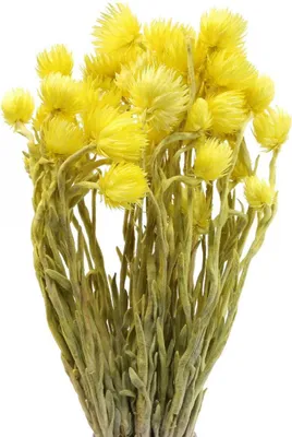 Produktbild von Gelbe Trockenblumen Capblumen Strohblumen 42cm Deko