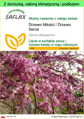 Zdjęcie produktu dla SAFLAX - Garden to go - Drzewo Miłości / Drzewo Serca - 60 Nasiona - Z doniczką, pokrywą klimatyczną i podłożem do uprawy - Cercis siliquastrum