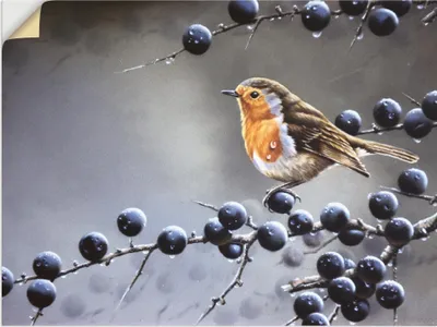 Produktbild von ARTland Wandbild, selbstklebend Vogel im Beerenbaum Größe: 60x45 cm