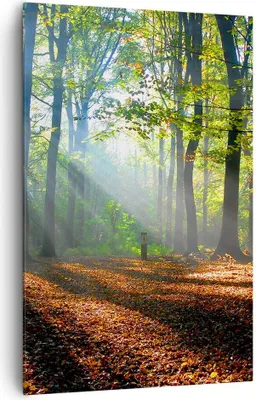 Produktbild von Bild auf Leinwand - Leinwandbild - Einteilig - Wald Blätter Sonne - 80x120cm - Wand Bild - Wanddeko - Wandbilder - Leinwanddruck - Wanddekoration - Leinwand bilder - Wandbild - PA80x120-0136