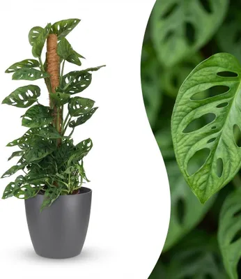 Produktbild von Green boutiQ - Zimmerpflanze - Monkey Mask - Monstera Adansonii Moosstab - Grün - Pflegeleicht - 1 Pflanze - mit Potter Grau - Topf 19cm - Höhe 90cm