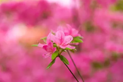 Produktbild von Rhododendron obtusum 'Hinomayo', Azalee, rosa Blüten, 20–25 cm