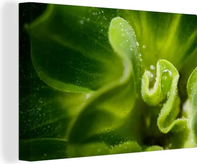 Produktbild von OneMillionCanvasses® - Leinwandbilder - 140x90 cm, Kopfsalatblätter mit Regentropfen, Wandbilder Kunstdruck Wanddekoration