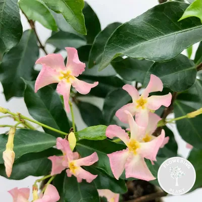 Produktbild von Trachelospermum Jasminoides Pink Showers, Sternjasmin, 50-70 cm