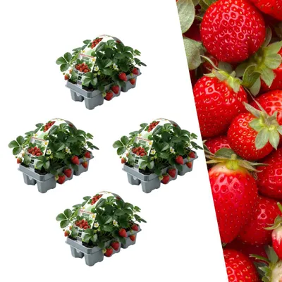 Image de Plants by Frank | 24 plants de fraises 100 %| Fragaria | Verger | Plantes fruitières | Plantes | Plantes de jardin