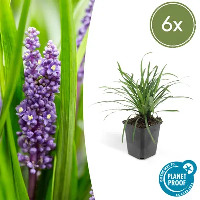 Produktbild von Glöckchentraube - Liliengras - Liriope muscari 'Moneymaker' - 9cm Topf - Set mit 6 Pflanzen