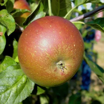 Produktbild von Pohorka robuster Winterapfel aus Slowenien Buschbaum 110-140 cm im 7,5 L Topf Unterlage M7