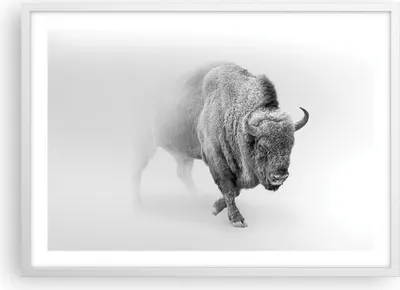 Produktbild von Gerahmtes Poster - Weißer Rahmen - Wisent Schwarzweiß Licht - 70x50 cm - Wand Bild - Wanddeko - Wandbilder - Kunstposter - Wandposter - Bilderrahmen - Bilder - Kunstdruck - P2WAA70x50-4418