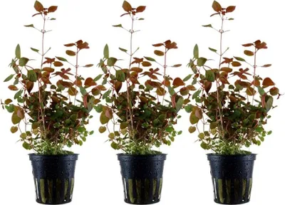 Produktbild von Aquarium Pflanze 3 StückLudwigia palustris Wasserpflanze AquaOne Nr.335B Set