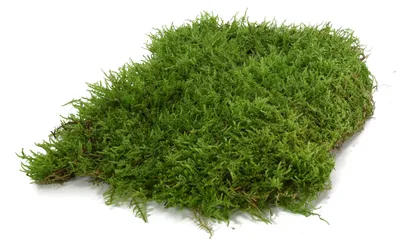 Imagen del producto de Terrarios para reptiles y anfibios: ideales para terrarios bioactivos, con musgo natural