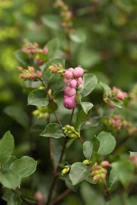 Productafbeelding van Sneeuwbes Struik - Roze Bessen - Tuin Decoratie - Onderhoudsarm Winterhard - 40-60 cm - Groen