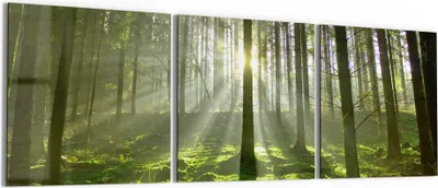 Produktbild von DEQORI Glasbild Echtglas 3x50x50 cm 'Waldlichtspiele' Wandbilder XXL groß