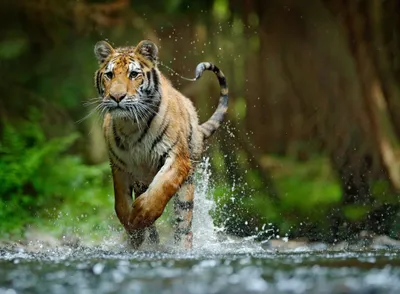 Produktbild von Fototapete Vlies 22751 Siberian Amur Tiger 10-tlg. 500 x 280 cm
