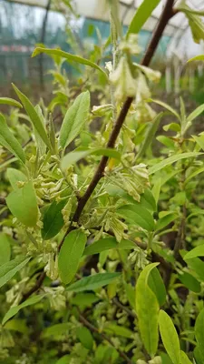 Image de Elaeagnus multiflora / Goumi du Japon à baies rouges