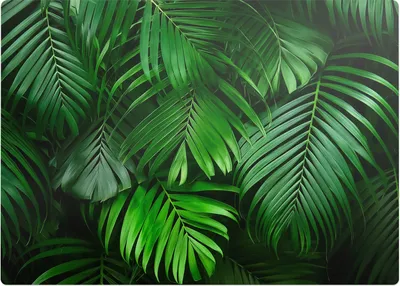 Produktbild von Palmenblätter im Hintergrund – Bodenschutzmatte – Stuhlunterlage 140x100 cm – Rutschfest – Hartbodenmatte