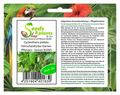 Produktbild von 10x Cyclanthera pedata Hörnchenkürbis Garten Pflanzen - Samen B1065