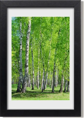 Produktbild von Bild 20x30 MDF-Rahmen, Wandkunst Birkenwald