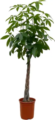 Obrázek produktu pro Trendyplants – Pachira aquatica – peněžní strom – pokojová rostlina – výška 160–180 cm – velikost květináče Ø 27 cm