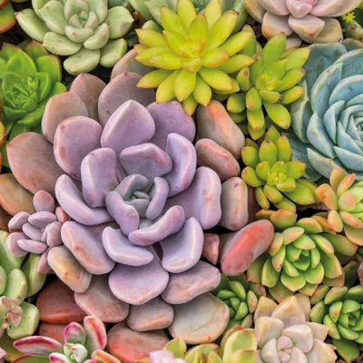 Produktbild von Servietten 33x33 cm - Succulents