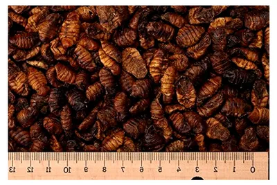 Produktbild von 5,0 kg Premium Seidenraupen - Koifutter